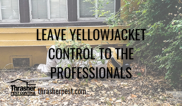 Leave Yellowjacket Control to the Professionals