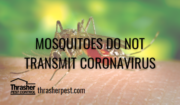 Mosquitoes DO NOT Transmit Coronavirus