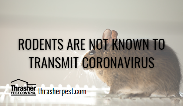 Rodents are NOT KNOWN to transmit Coronavirus