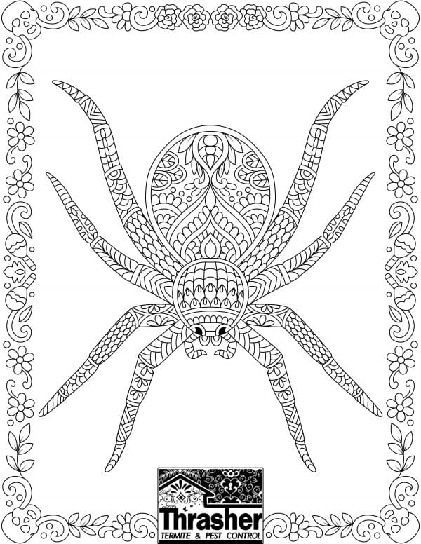 Spider Coloring Page Thrasher