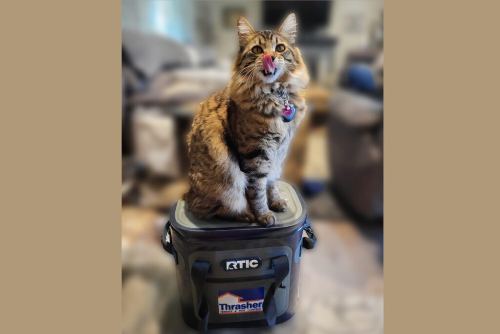cat on box for pet-friendly pest control