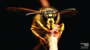 Yellow Jacket