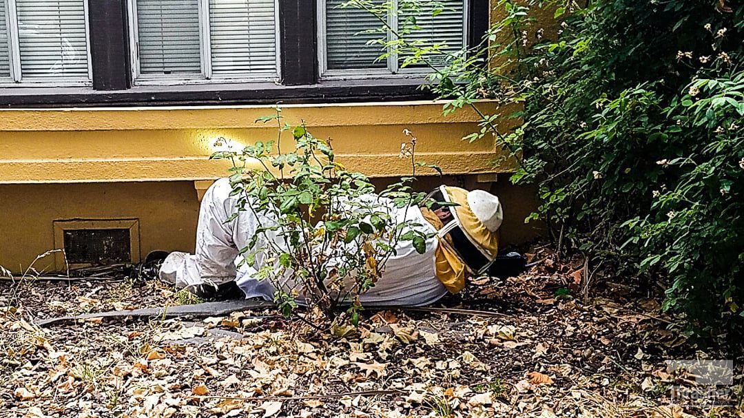 Yellow Jacket Control