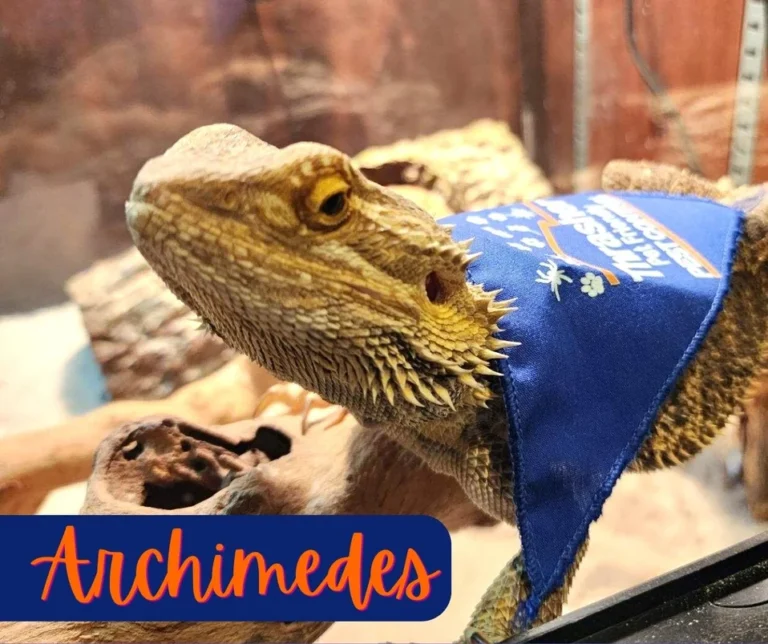 Archimedes_Thrasher_Pet_Friendly_Pet_Control_Simba