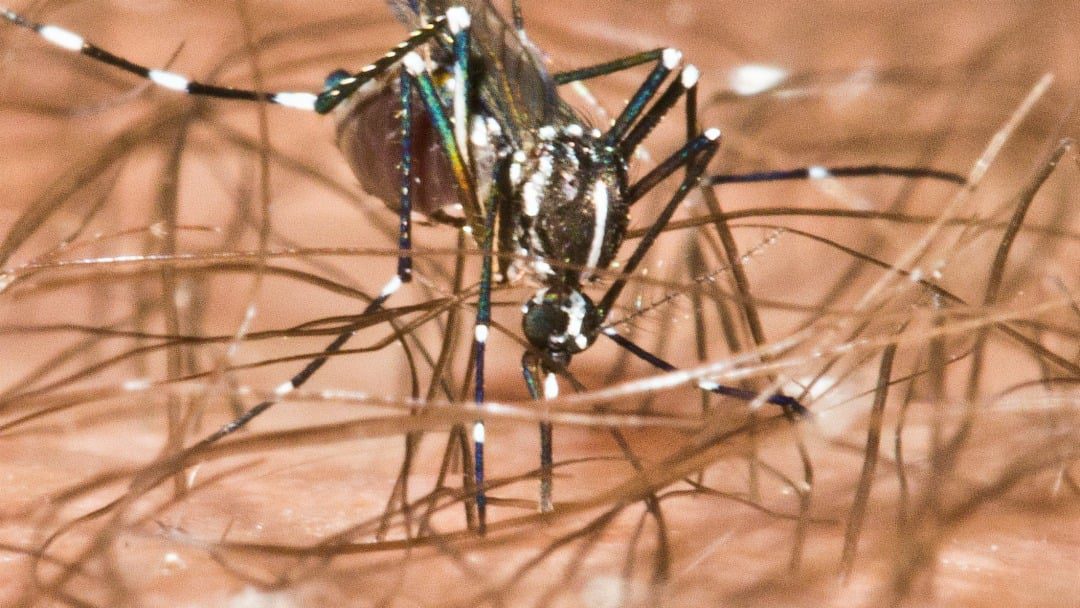 Asian Tiger Mosquito