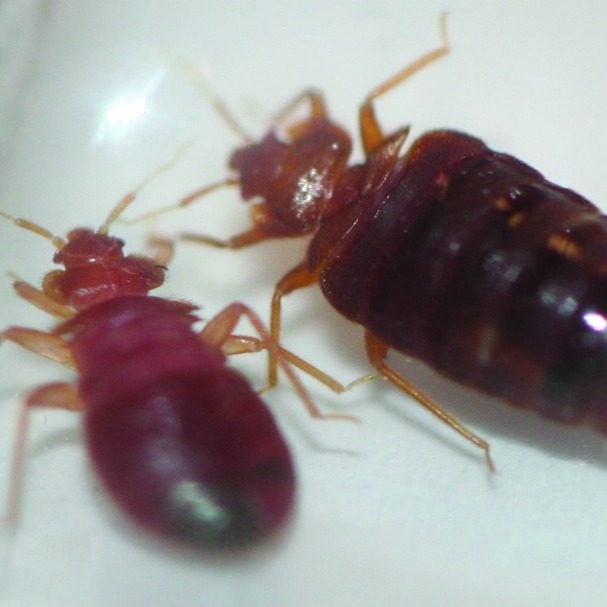 Don't let the bed bugs bite