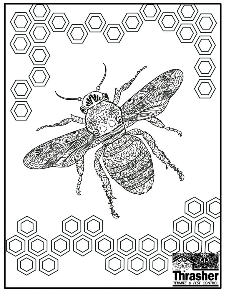 Bee Coloring Page Thrasher