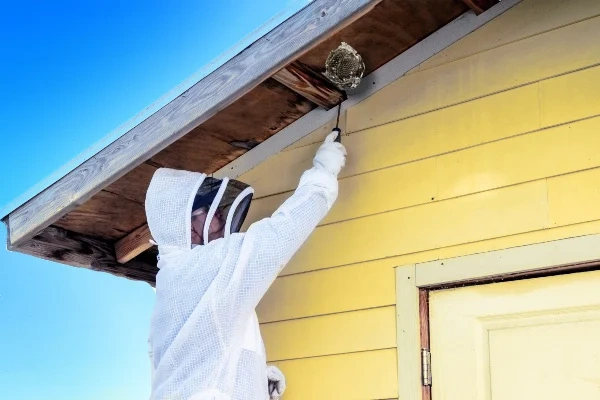 Bee_Control_Thrasher_Pest_Control_Thrasher-513