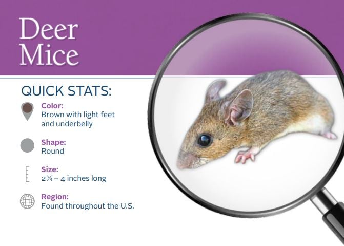 Deer Mice Quick Stats