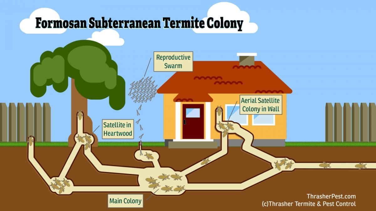 Formosan Subterranean Colony