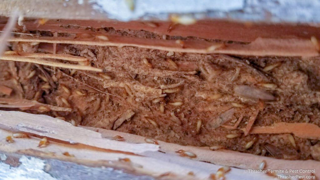 Formosan subterranean termite gallery La Mesa