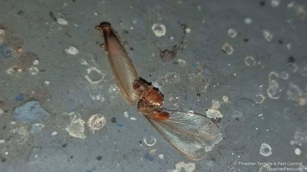 Formosan_20subterranean_20termite_20Alates_20La_20Mesa_1774287178408