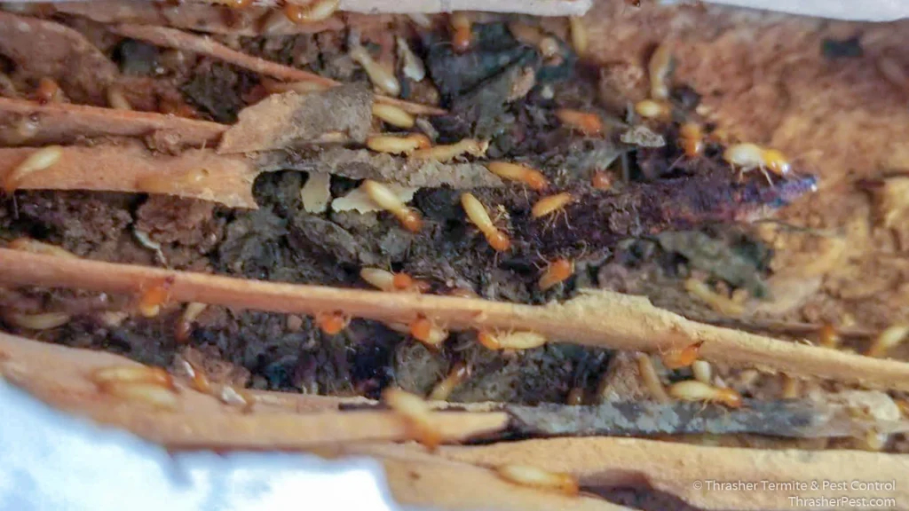 Formosan_20subterranean_20termite_20close_20up_20La_20Mesa_202018_1774287179518