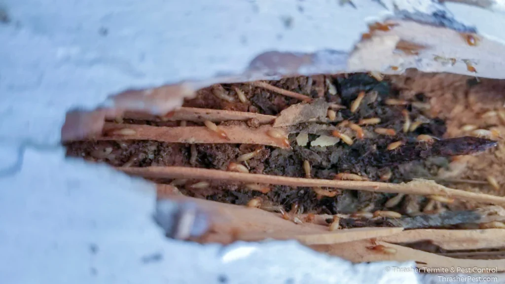 Formosan_20subterranean_20termite_20damage_20La_20Mesa_202018_1774287179845