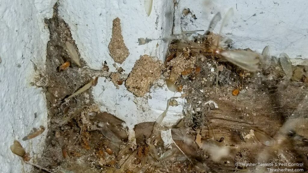 Formosan_20subterranean_20termite_20debris_20La_20Mesa_1774287178518