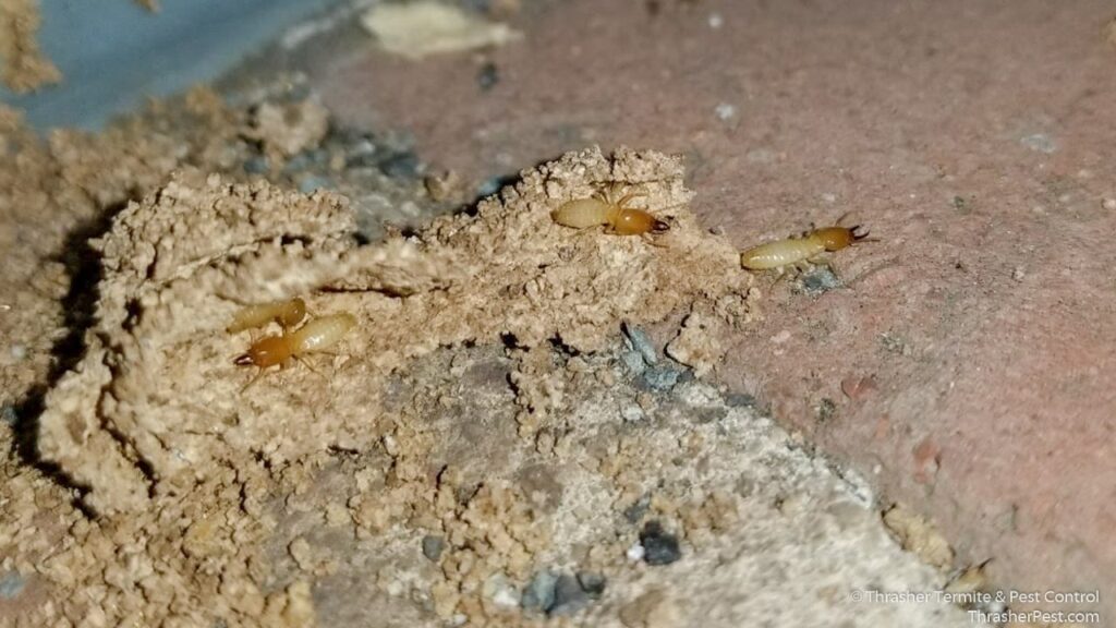 Formosan_20subterranean_20termite_20soldiers_20La_20Mesa_1774287178189