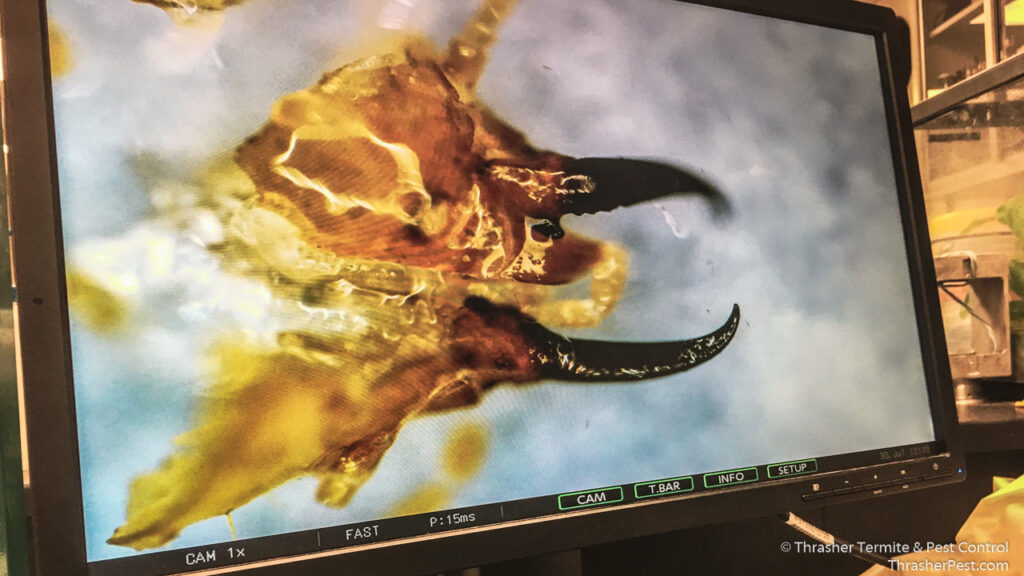 Formosan_20subterranean_20termite_20under_20microscope_20La_20Mesa_1774287179188