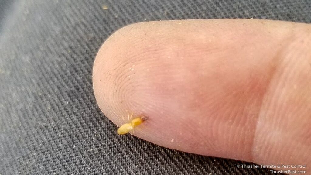 Formosan_20subterranean_20termites_20La_20Mesa_20Biting_20a_20finger_1774287178080