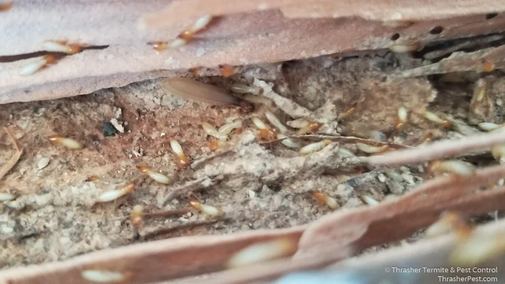 Formosan_20subterranean_20termites_20found_20in_20La_20Mesa_202018_1774287179407