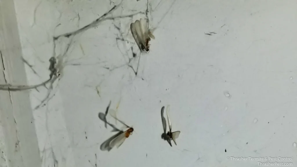 Formosan_20subterranean_20termites_20in_20cobwebs_20La_20Mesa_1774287178627