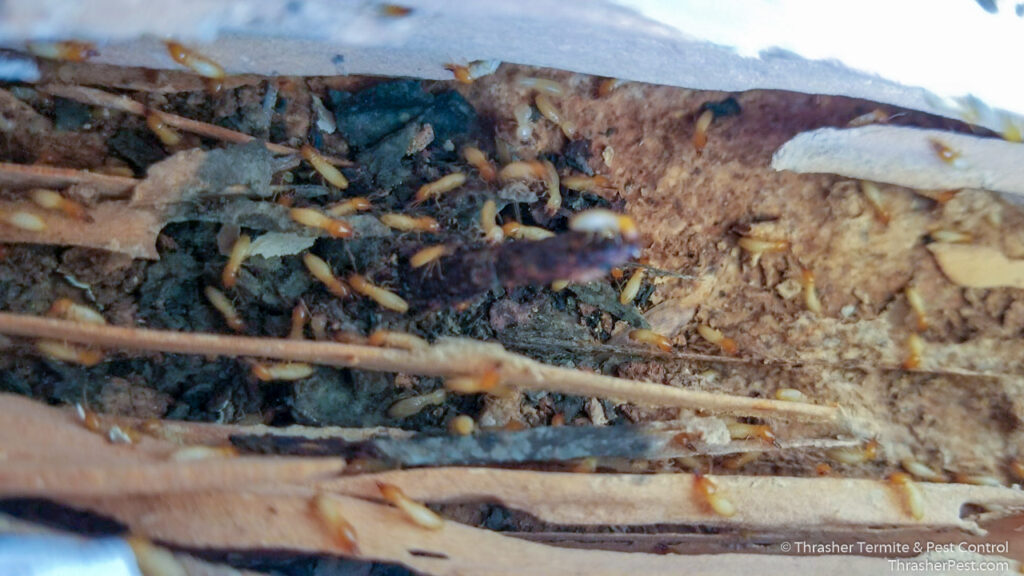 Formosan_20subterranean_20termites_20in_20structural_20lumber_20La_20Mesa_1774287177848