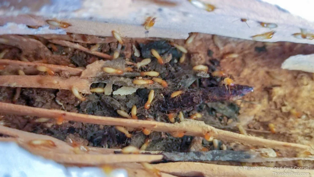 Formosan_20subterranean_20termites_20wood_20damage_20La_20Mesa_1774287179626
