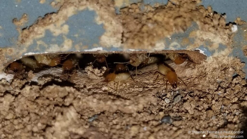 Formosan_20subterraneantermites_20La_20Mesa_1774287178970