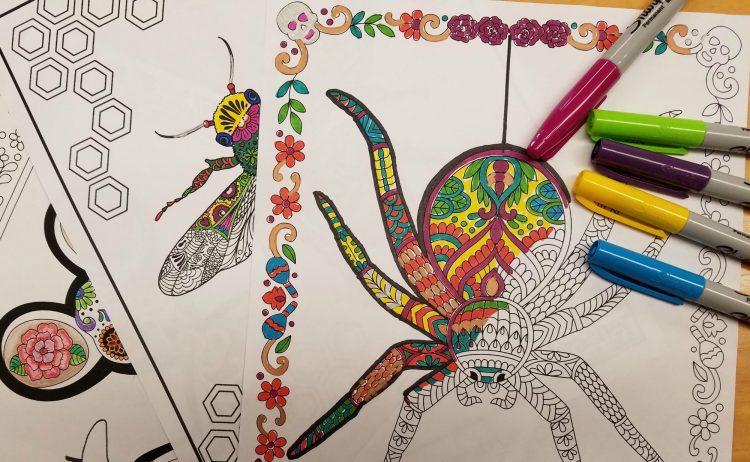 Free Spider Coloring Downloads