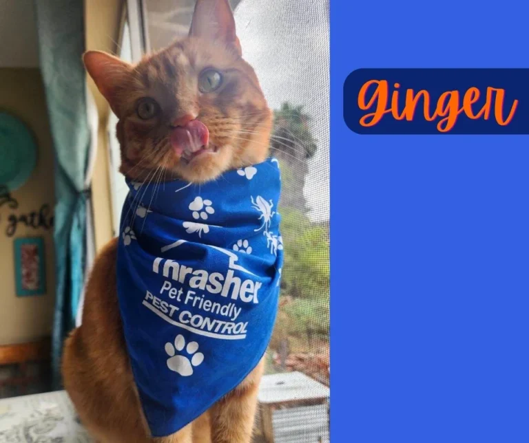 Ginger_Thrasher_Pet_Friendly_Pet_Control_Simba