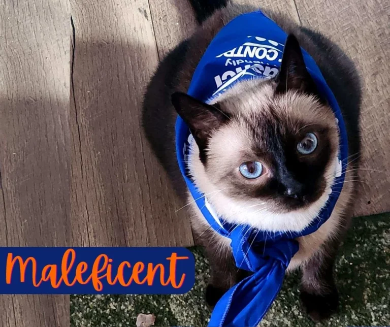 Maleficent_Thrasher_Pet_Friendly_Pet_Control_Simba