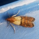 Indian Meal Moth