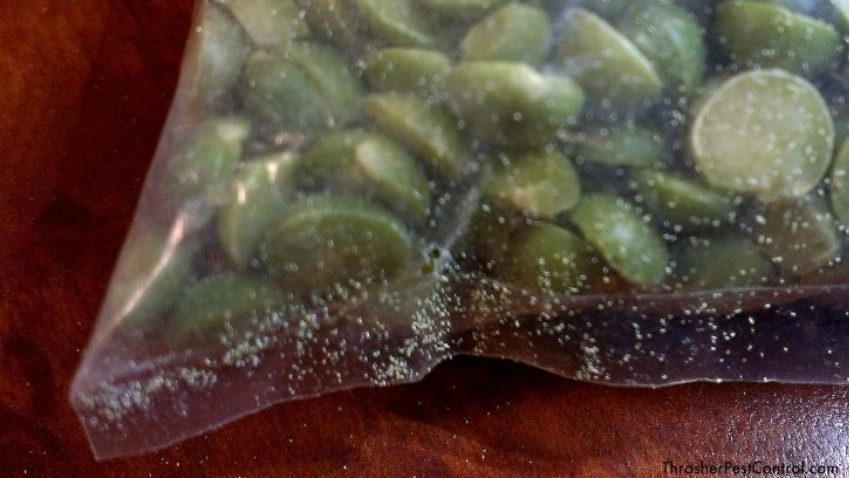Pantry pest chew hole and frass in bag of split peas