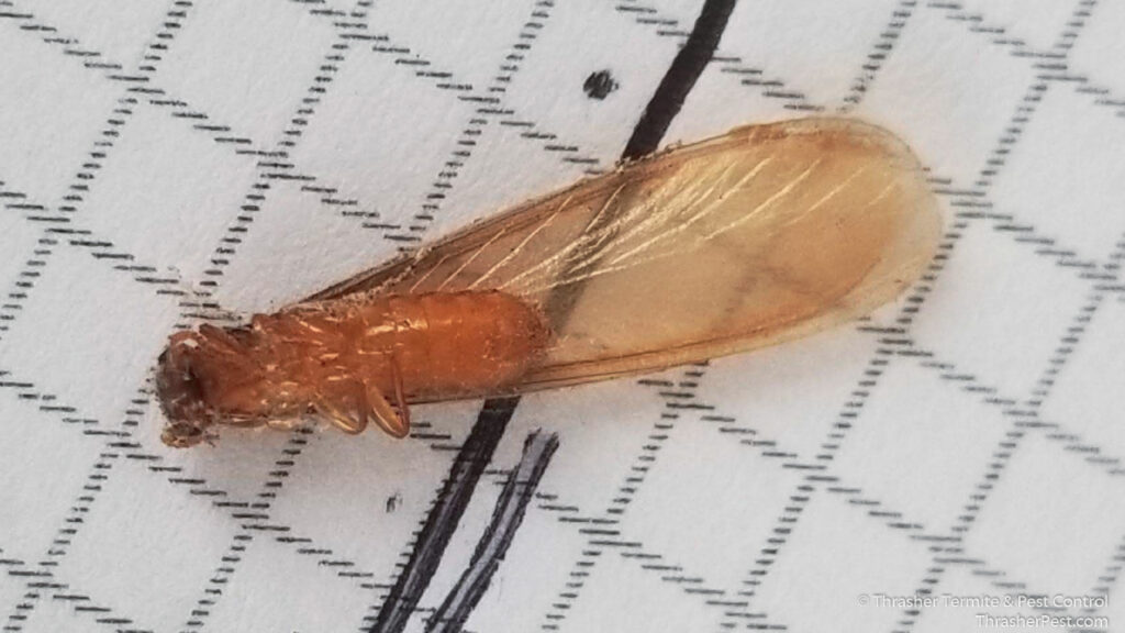 Reproductive_20Formosan_20subterranean_20termite_20La_20Mesa_1774287178753