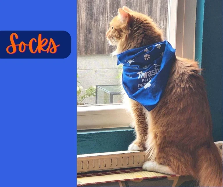 Socks_Thrasher_Pet_Friendly_Pet_Control_Simba