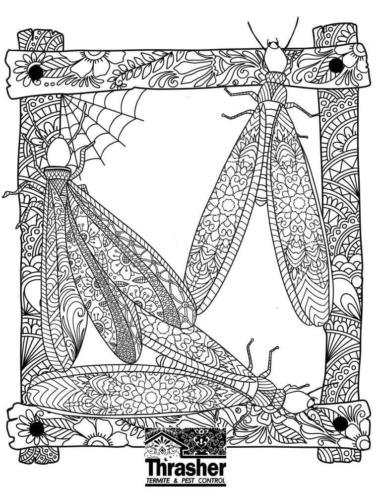 Termite Coloring Page Thrasher