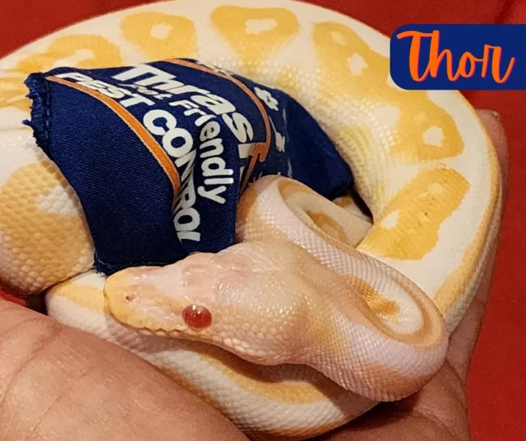 Thor_Thrasher_Pet_Friendly_Pet_Control_Simba