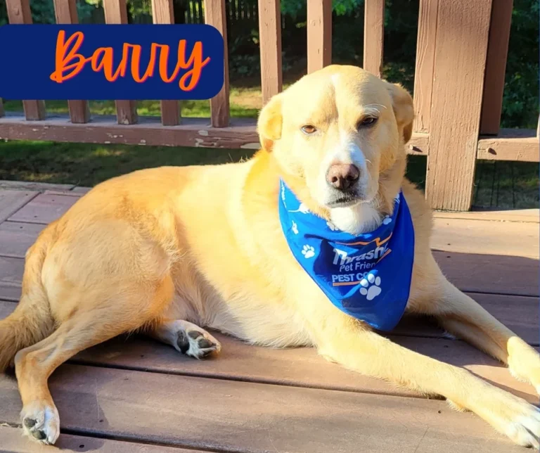 Thrasher_Pet_Friendly_Pet_Control_Barry