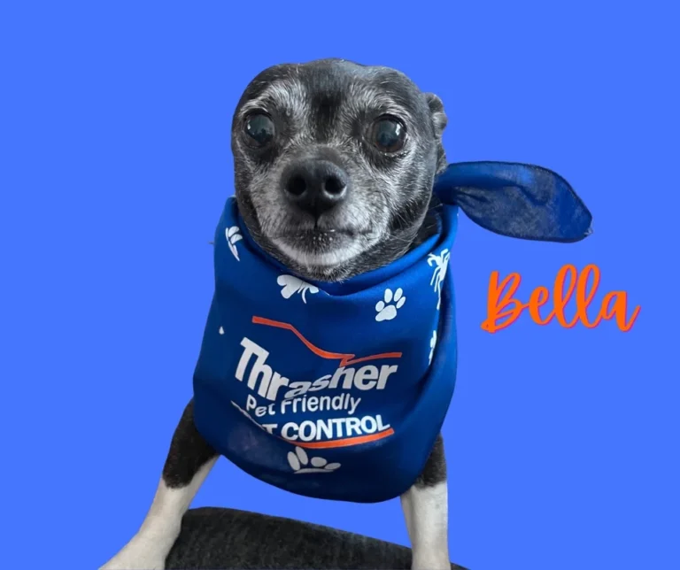 Thrasher_Pet_Friendly_Pet_Control_Bella