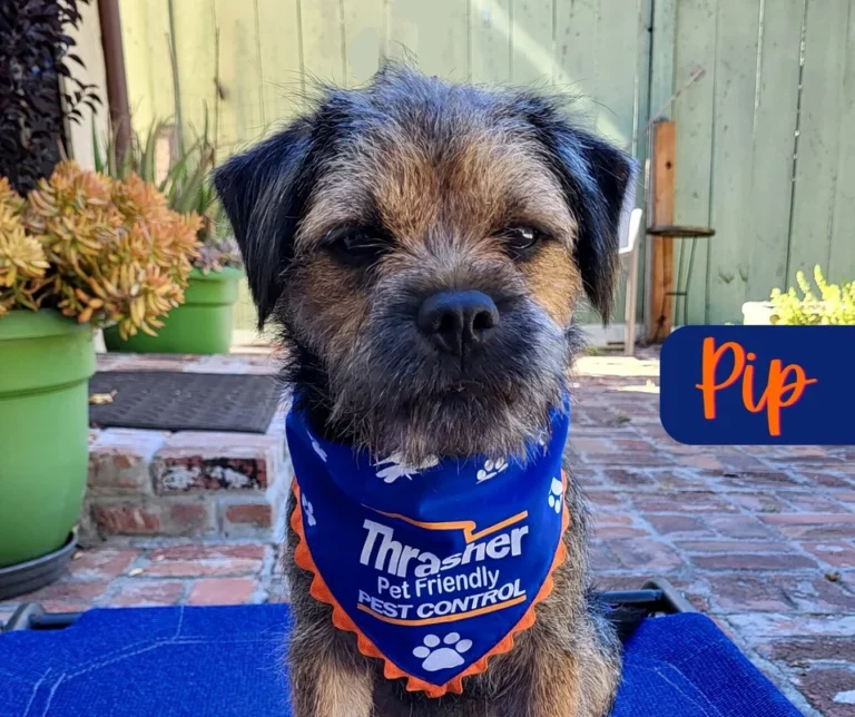 Thrasher_Pet_Friendly_Pet_Control_Pip