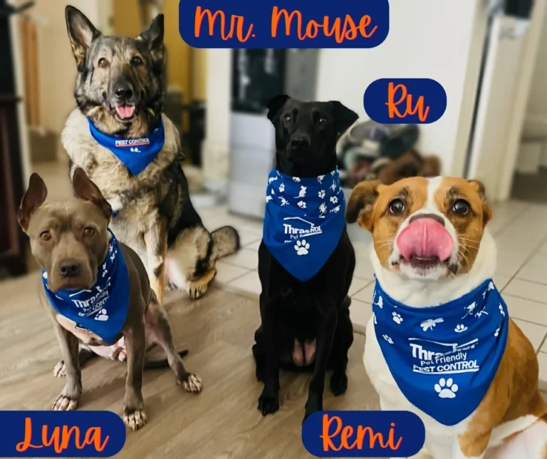 Thrasher_Pet_Friendly_Pet_Control_Pup_Team