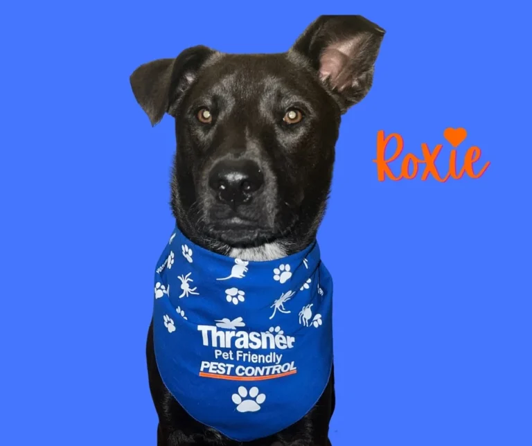 Thrasher_Pet_Friendly_Pet_Control_Roxie