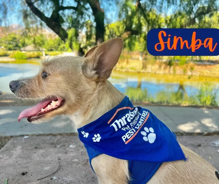 Thrasher_Pet_Friendly_Pet_Control_Simba