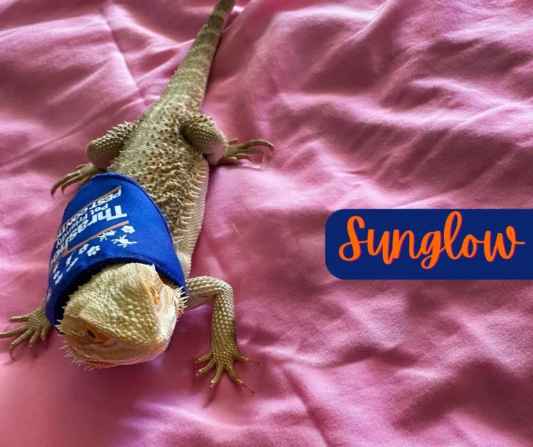 Thrasher_Pet_Friendly_Pet_Control_Sunglow