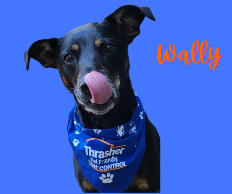 Thrasher_Pet_Friendly_Pet_Control_Wally