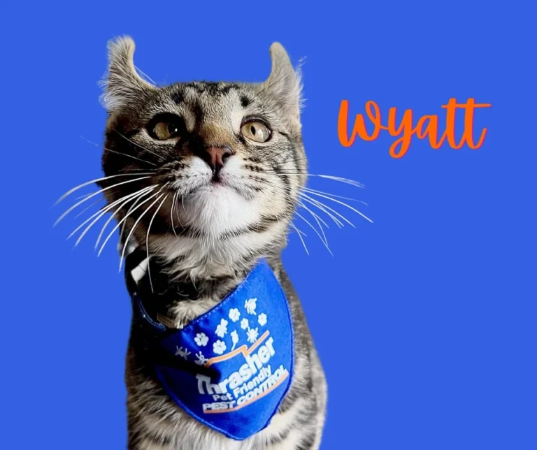 Thrasher_Pet_Friendly_Pet_Control_Wyatt