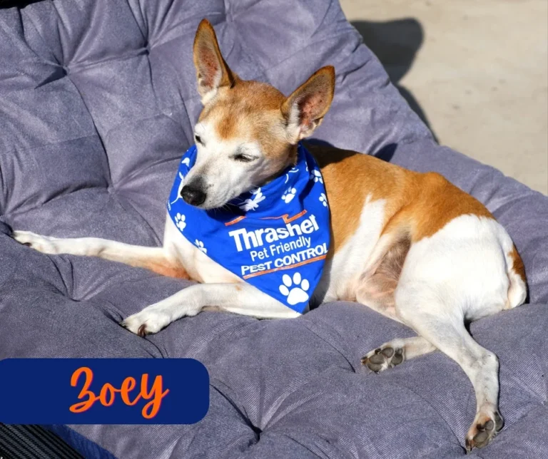 Thrasher_Pet_Friendly_Pet_Control_Zoey