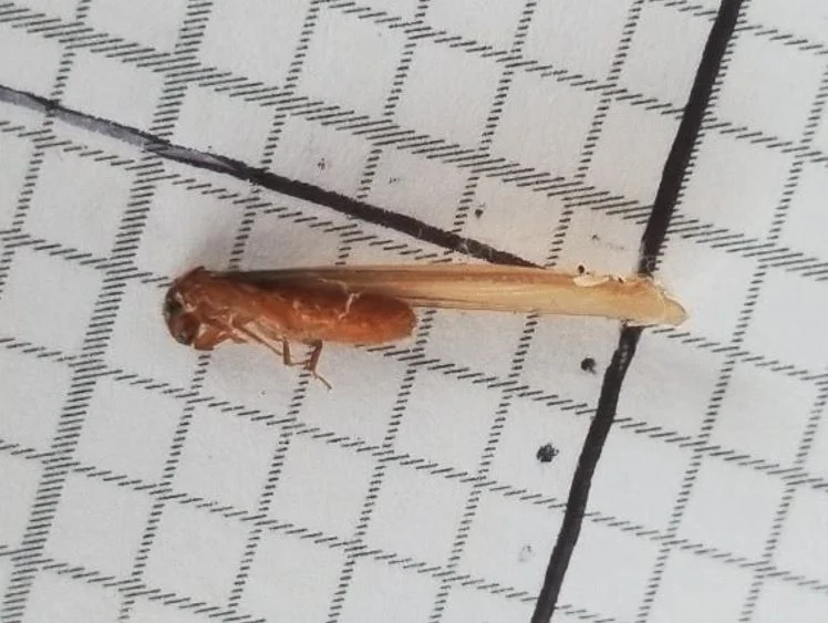 Winged_20Formosan_20subterranean_20termites_20La_20Mesa_1774287178861