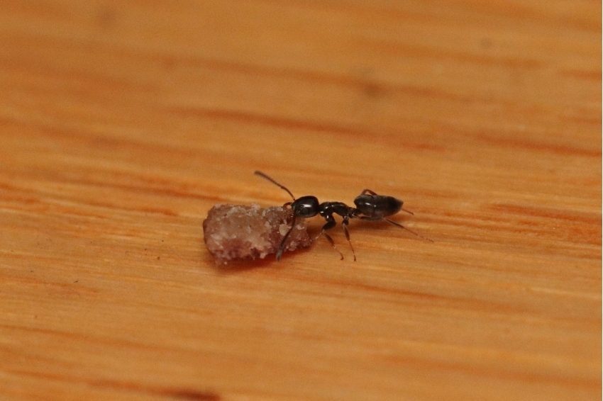 ant-carrying-dog-food-IMG_9052