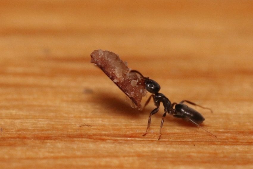 ant-carrying-dog-food-IMG_9082