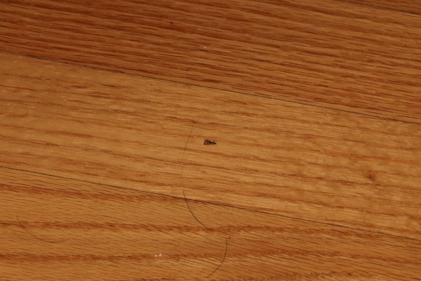 ant-carrying-dog-food-IMG_9085